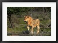 Framed Young male lion, Panthera leo, Etosha NP, Namibia, Africa.