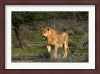 Framed Young male lion, Panthera leo, Etosha NP, Namibia, Africa.