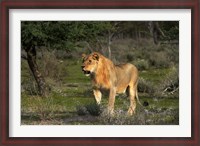 Framed Young male lion, Panthera leo, Etosha NP, Namibia, Africa.