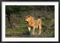 Framed Young male lion, Panthera leo, Etosha NP, Namibia, Africa.