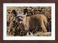 Framed Young Bat-eared Foxes, Masai Mara, Kenya