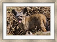Framed Young Bat-eared Foxes, Masai Mara, Kenya