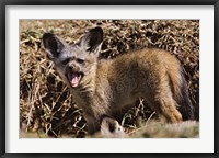 Framed Young Bat-eared Foxes, Masai Mara, Kenya