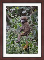 Framed Baby Olive Baboon riding on mother's back, Kenya