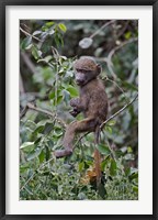 Framed Baby Olive Baboon riding on mother's back, Kenya
