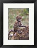 Framed Young Olive Baboon, Lake Nakuru National Park, Kenya