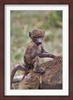 Framed Young Olive Baboon, Lake Nakuru National Park, Kenya