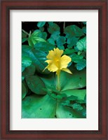 Framed Yellow Flower in Bloom, Gombe National Park, Tanzania