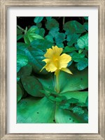 Framed Yellow Flower in Bloom, Gombe National Park, Tanzania