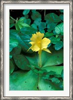 Framed Yellow Flower in Bloom, Gombe National Park, Tanzania