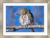 Framed Zimbabwe. Close-up of pearl spotted owl on branch.