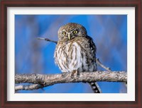 Framed Zimbabwe. Close-up of pearl spotted owl on branch.