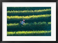Framed Zhuang Girl in the Rice Terrace, China