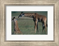 Framed Young Giraffe Lies in Tall Grass, Masai Mara Game Reserve, Kenya