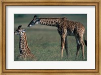 Framed Young Giraffe Lies in Tall Grass, Masai Mara Game Reserve, Kenya
