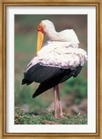 Framed Yellow-Billed Stork Grooming, Masai Mara Game Reserve, Kenya