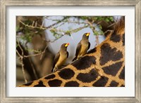 Framed Yellow-Billed Oxpeckers on the Back of a Giraffe, Tanzania