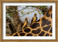 Framed Yellow-Billed Oxpeckers on the Back of a Giraffe, Tanzania