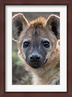 Framed Young Spotted Hyena, Tanzania