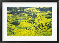Framed Yellow Rape Flowers Cover Qianqiou Terraces, China