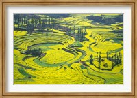 Framed Yellow Rape Flowers Cover Qianqiou Terraces, China