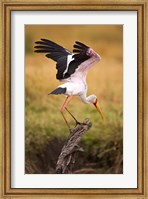Framed Yellow-Billed Stork Readying for Flight, Maasai Mara, Kenya