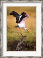 Framed Yellow-Billed Stork Readying for Flight, Maasai Mara, Kenya