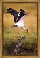 Framed Yellow-Billed Stork Readying for Flight, Maasai Mara, Kenya