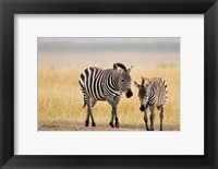 Framed Zebra and Juvenile Zebra on the Maasai Mara, Kenya