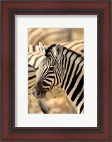 Framed Zebra at Namutoni Resort, Namibia