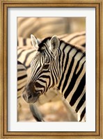 Framed Zebra at Namutoni Resort, Namibia