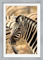 Framed Zebra at Namutoni Resort, Namibia