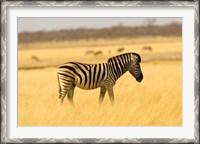 Framed Zebra in Golden Grass at Namutoni Resort, Namibia