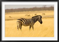 Framed Zebra in Golden Grass at Namutoni Resort, Namibia