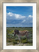 Framed Young Burchells zebra, burchellii, Etosha NP, Namibia, Africa.