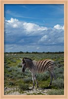 Framed Young Burchells zebra, burchellii, Etosha NP, Namibia, Africa.