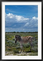 Framed Young Burchells zebra, burchellii, Etosha NP, Namibia, Africa.