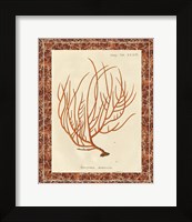 Framed 'Gorgonia Miniacea Marble' border=