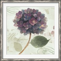 Framed Abundant Hydrangea II Blue Green