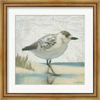 Framed Beach Bird I