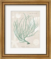 Framed 'Gorgonia Miniacea on Linen Sea Foam' border=