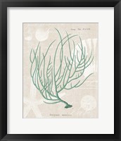 Framed 'Gorgonia Miniacea on Linen Sea Foam' border=