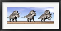 Framed Three Zuniceratops standing in the desert