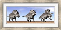 Framed Three Zuniceratops standing in the desert