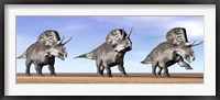 Framed Three Zuniceratops standing in the desert