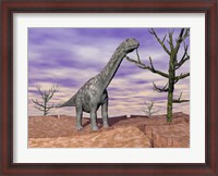 Framed Argentinosaurus standing on the cracked desert ground next to dead trees