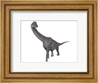 Framed Brachiosaurus dinosaur, white background