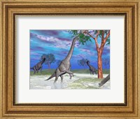 Framed Brachiosaurus dinosaurs grazing on trees