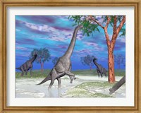 Framed Brachiosaurus dinosaurs grazing on trees