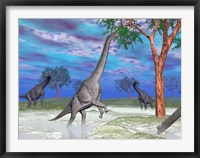 Framed Brachiosaurus dinosaurs grazing on trees